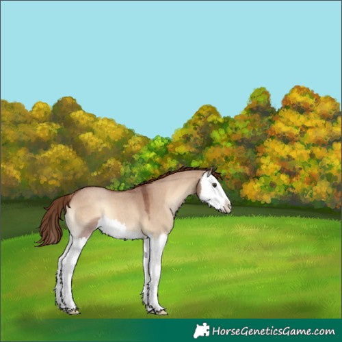 Horse Color:Red Dun Roan Onyx Splash