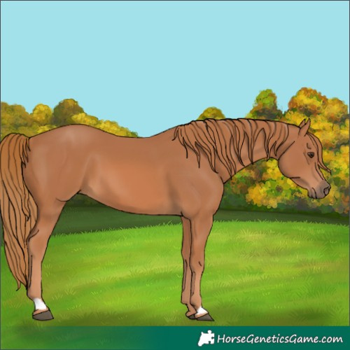 Horse Color:Chestnut 
