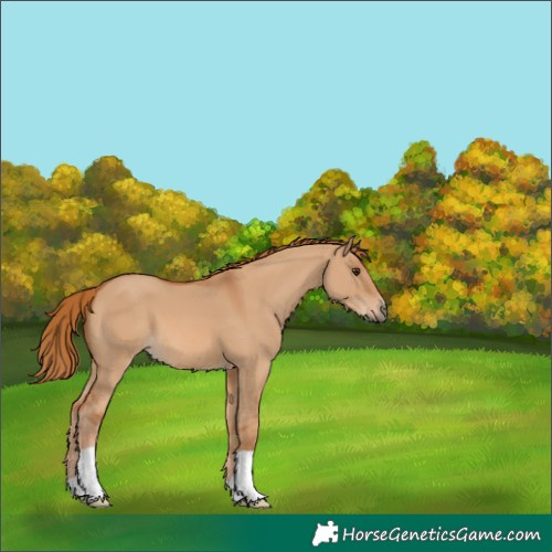 Horse Color:Red Dun