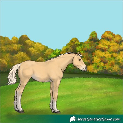 Horse Color:Palomino