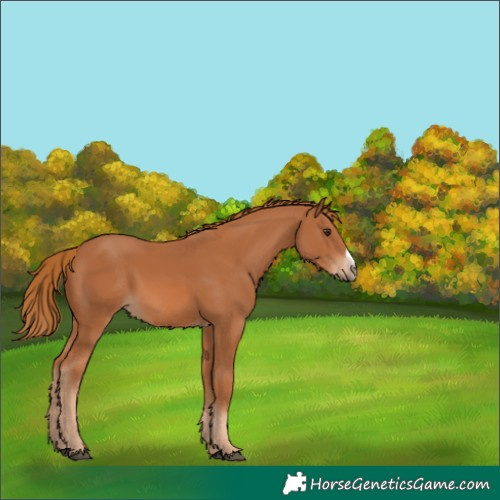 Horse Color:Chestnut Frame