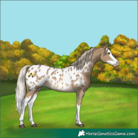 Horse Color:Chocolate Palomino Dun Splash Appaloosa 