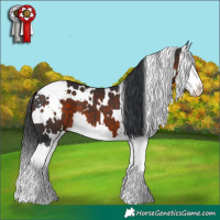 Horse Color:White Spotted Brown Splash 