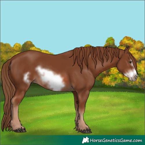 Horse Color:Chestnut Frame