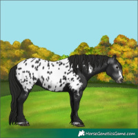 Horse Color:Gray Black Frame Appaloosa 