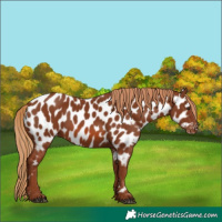 Horse Color:Chestnut Appaloosa 