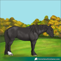Horse Color:Smoky Black 