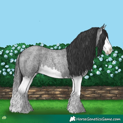 Horse Color:Blue Roan Splash