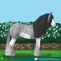 Horse Color:Blue Roan Splash 