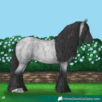 Horse Color:Blue Roan 
