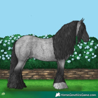 Horse Color:Blue Roan 