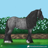Horse Color:Blue Roan 