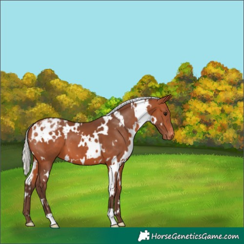 Horse Color:White Spotted Silver Bay Appaloosa 