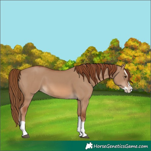 Horse Color:Red Dun Splash 