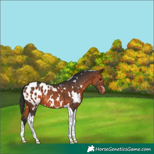 Horse Color:White Spotted Brown Tobiano Appaloosa 