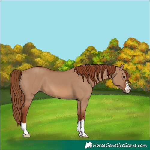 Horse Color:Red Dun 