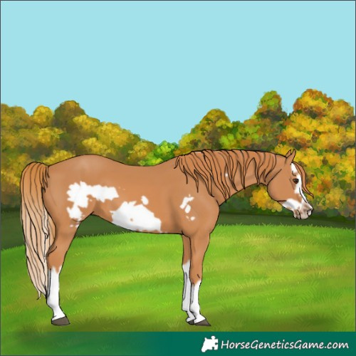 Horse Color:Chestnut Splash Frame 