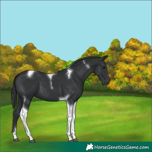 Horse Color:Black Tobiano 