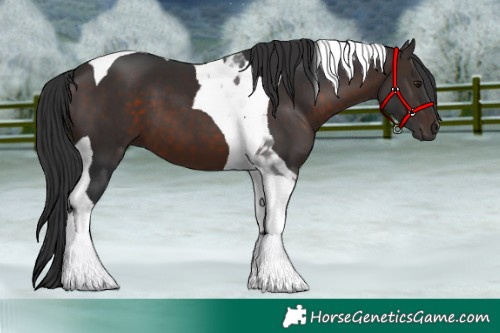 Horse Color:Brown Tobiano
