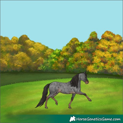 Horse Color:Liver Red Roan 