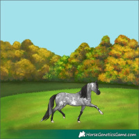 Horse Color:White Spotted Liver Red Roan 