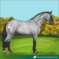 Horse Color:Smoky Blue Roan Appaloosa