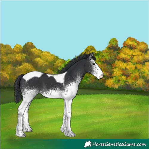 Horse Color:White Spotted Black Tobiano 