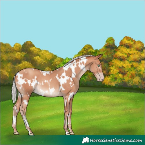 Horse Color:White Spotted Silver Sable Champagne 