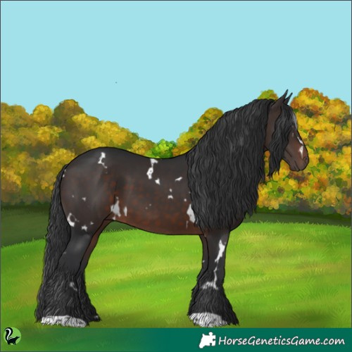 Horse Color:White Spotted Brown 
