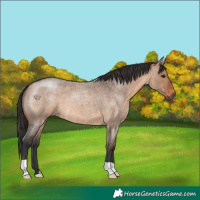 Horse Color:Brown Roan Dun 
