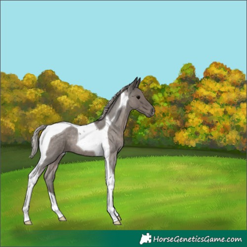 Horse Color:Silver Blue Roan Tobiano 