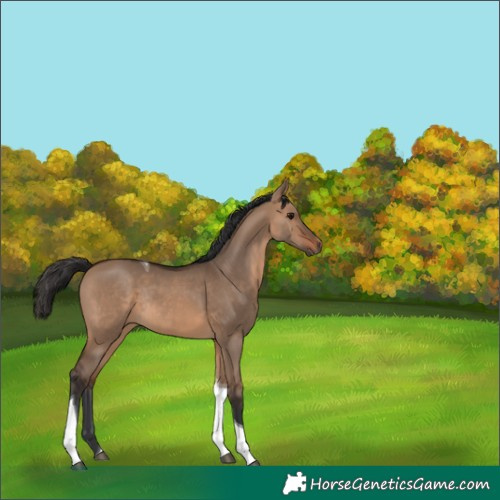 Horse Color:Brown Dun Tobiano Rabicano