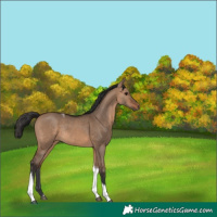 Horse Color:Brown Dun Tobiano Rabicano