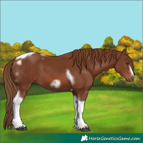 Horse Color:Chestnut Tobiano Frame