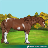 Horse Color:Chestnut Tobiano Frame 