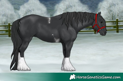 Horse Color:Black Tobiano 