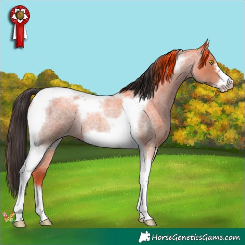 Horse Color:Sable Champagne Roan Tobiano Frame 