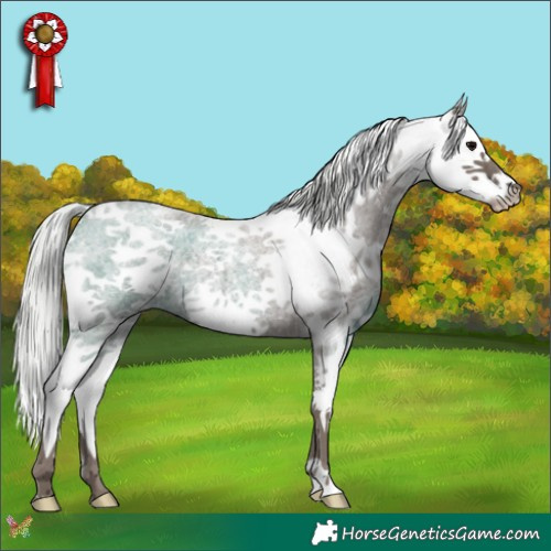 Horse Color:White Spotted Silver Blue Roan Splash 