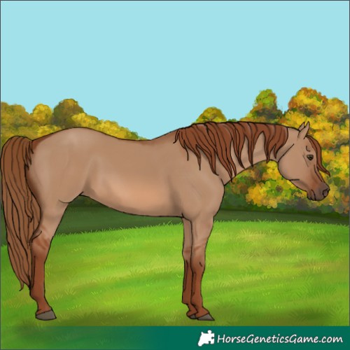 Horse Color:Red Dun 