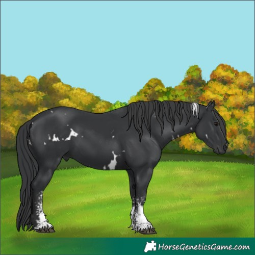 Horse Color:White Spotted Black Sabino 