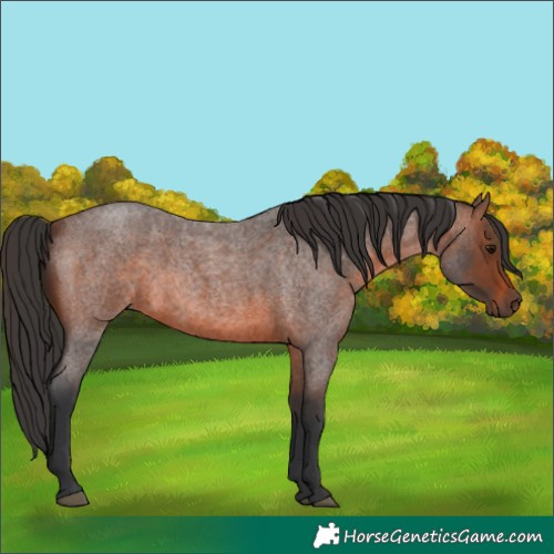 Horse Color:Brown Roan 