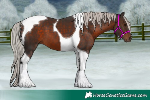 Horse Color:Silver Brown Tobiano 