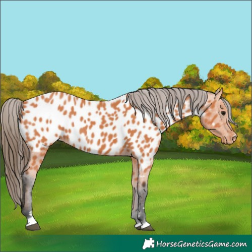 Horse Color:Bay Appaloosa 
