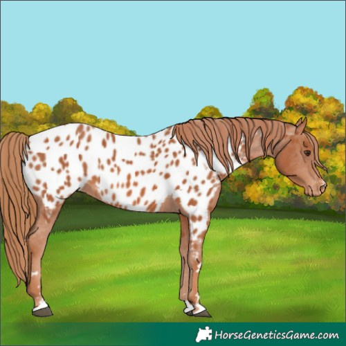 Horse Color:Chestnut Appaloosa