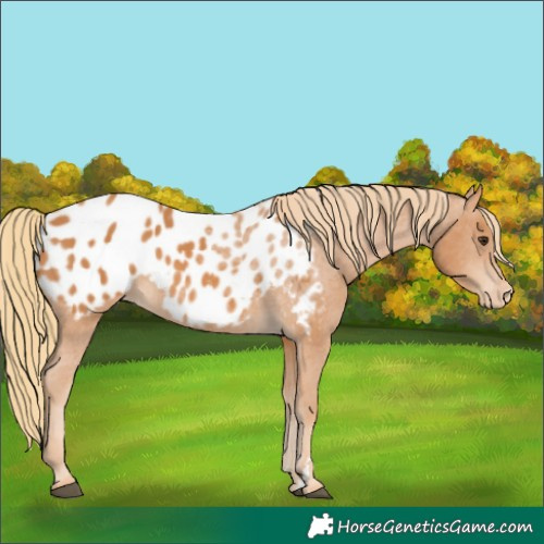 Horse Color:Chestnut Appaloosa 
