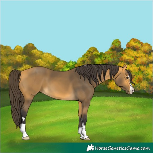 Horse Color:Buckskin 