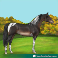 Horse Color:Brown Tobiano 