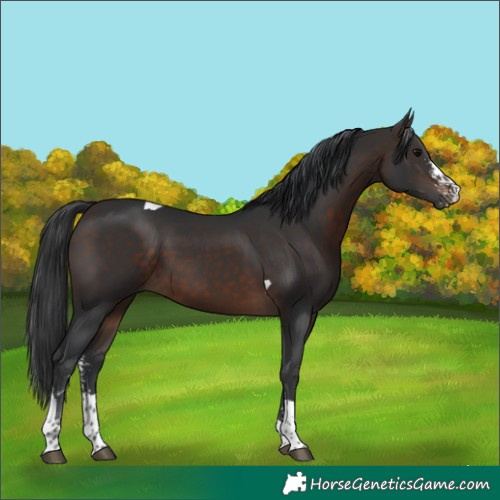 Horse Color:Brown Sabino Tobiano 