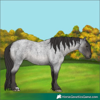 Horse Color:Smoky Blue Roan