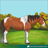 Horse Color:Bay Splash Tobiano 